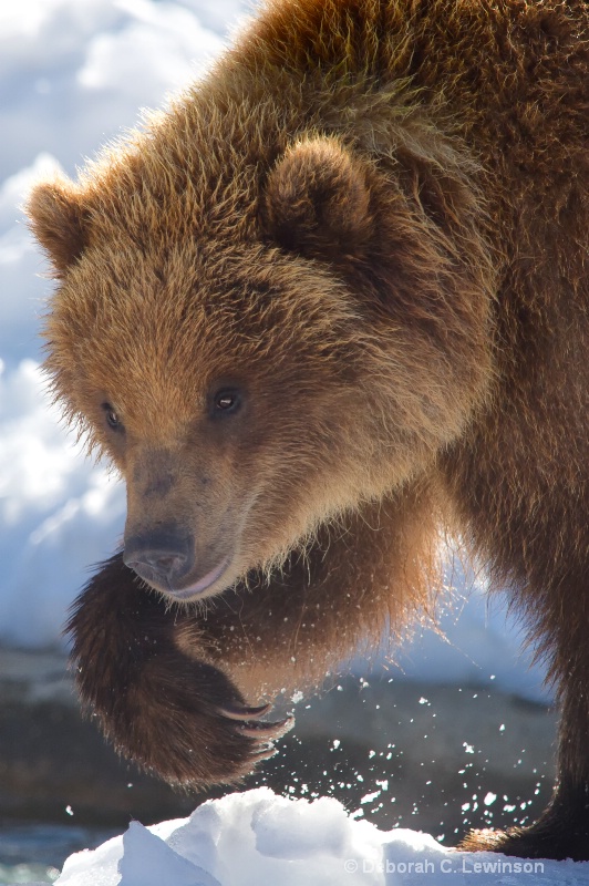 Grizzly Bear - ID: 12252912 © Deborah C. Lewinson