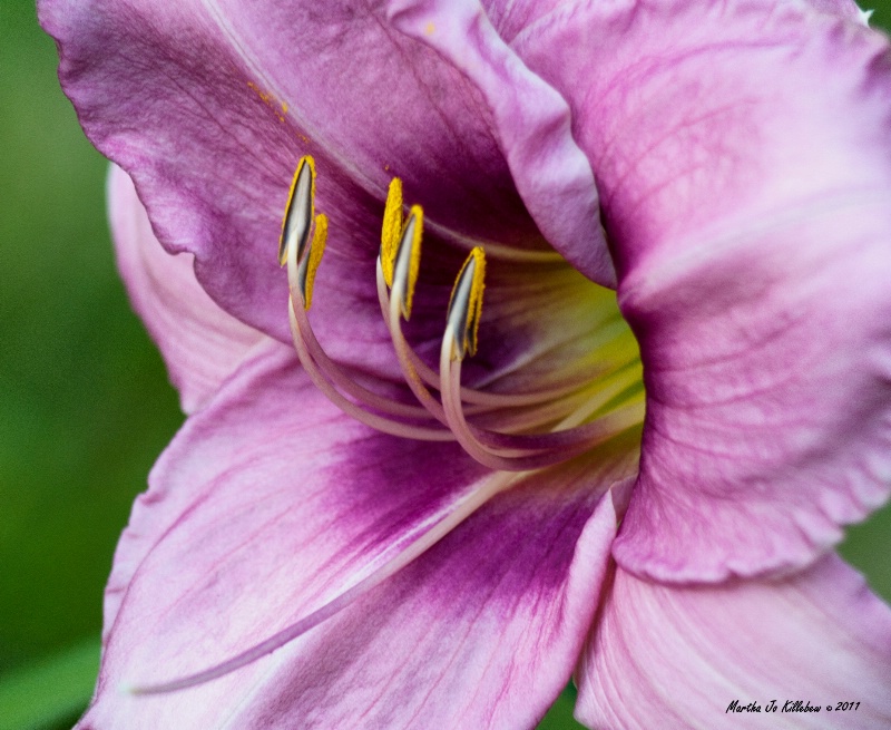 Day Lily