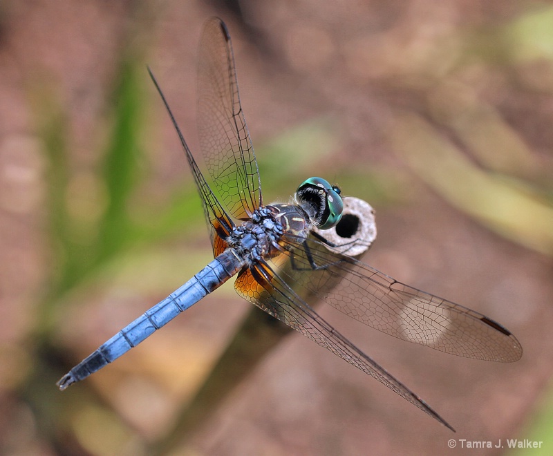 Dragonfly-Aerial View