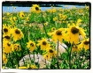 Remembering Summe...