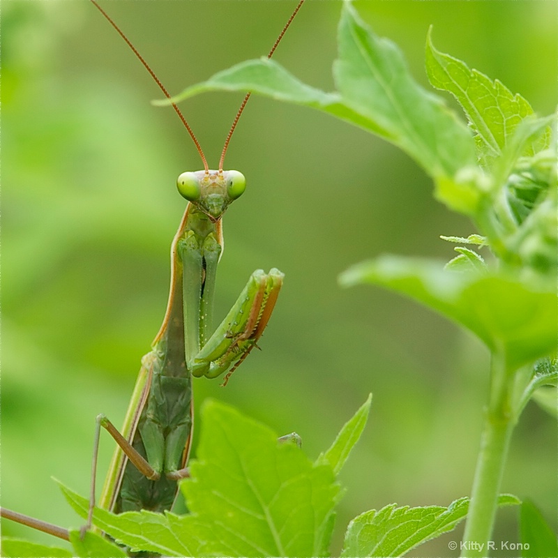 Praying Mantis with Green Shorts On