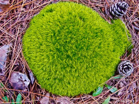 Carpeting the forest floor   img 1047