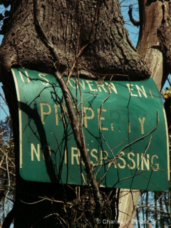 "...trespassing-Tree..."