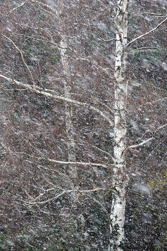 Snowstorm and birches #1