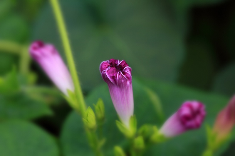 Sleeping Morning Glory
