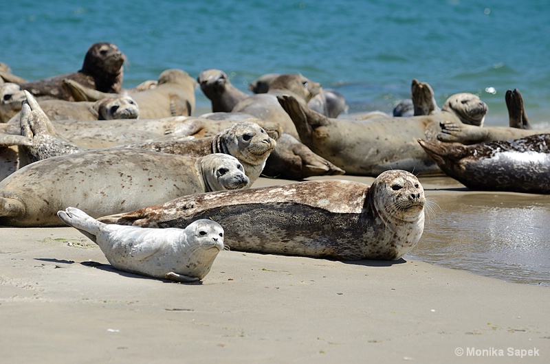 Sunbathing Seals 