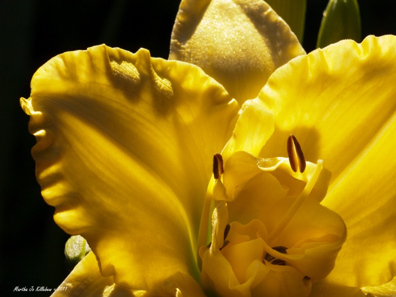 Yellow Day Lily 1