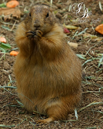 Prairie Dog