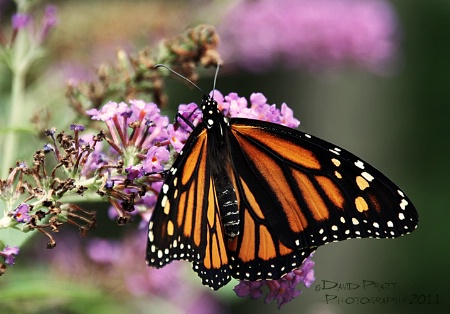 Monarch