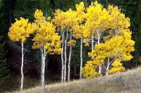 Fall Aspens in Montana