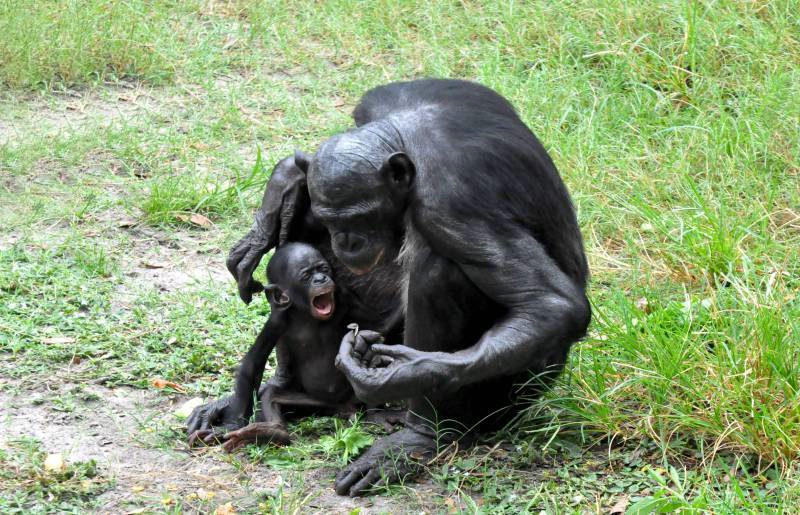 Mother Bonobo and Baby 