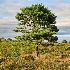© Richard S. Young PhotoID # 12265175: Tree at Big Meadow; Shenandoah National Park