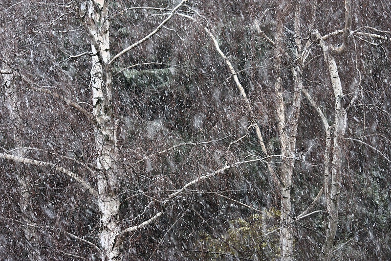 Snowstorm and birches #2