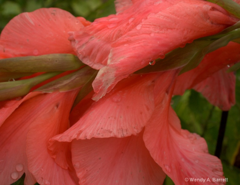 Gladiolus after the rain - ID: 12265945 © Wendy A. Barrett
