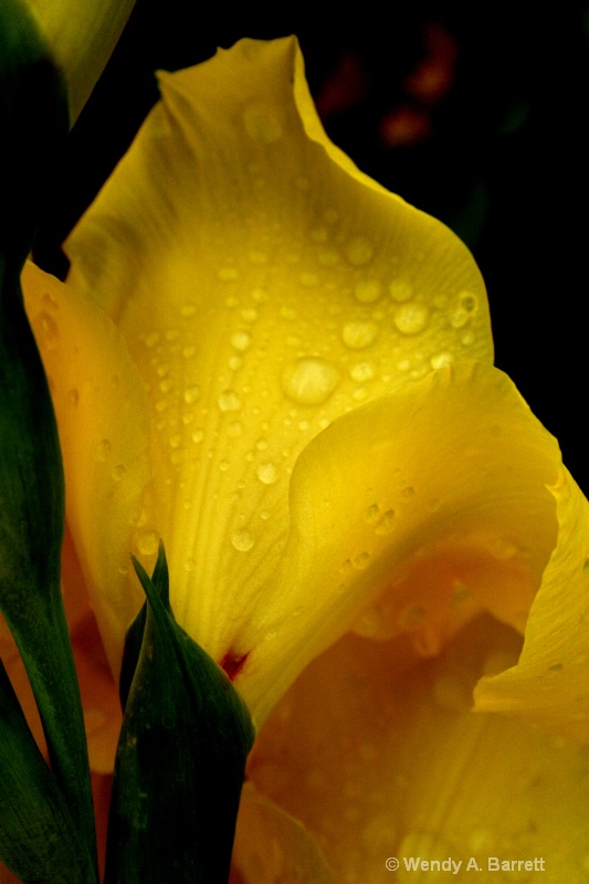 Yellow drops - ID: 12265978 © Wendy A. Barrett
