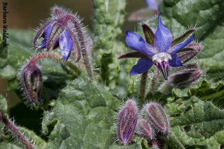 Borage