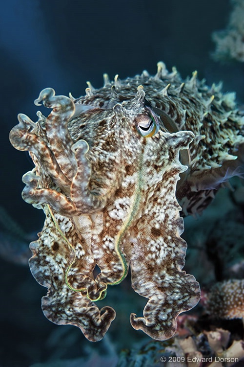 Cuttlefish - ID: 12266826 © Edward Dorson