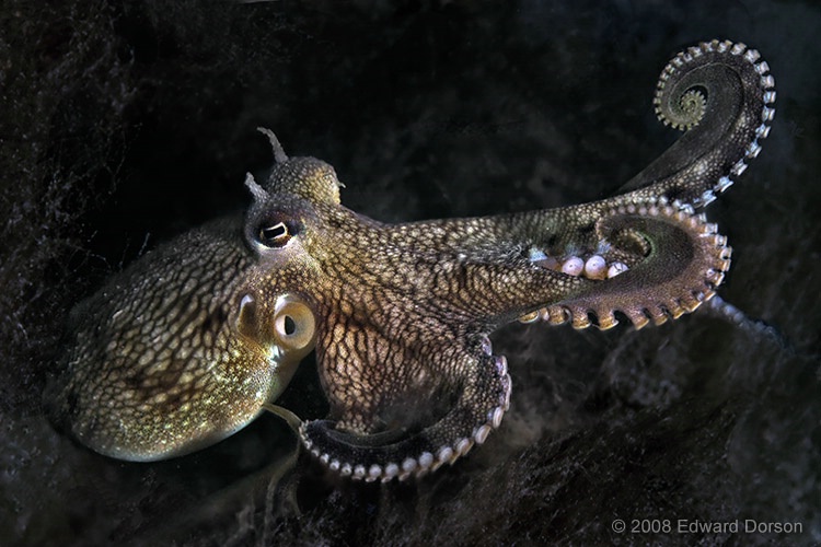Octopus - ID: 12266828 © Edward Dorson