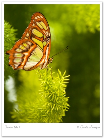 Papillons en liberte (Butterflys go Free)