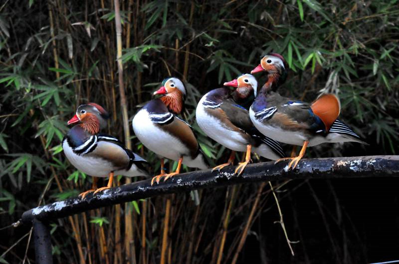 Mandarin Duck Line Up