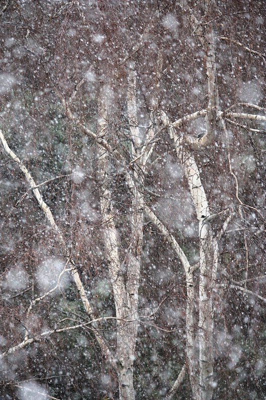 Snowstorm and birches #3