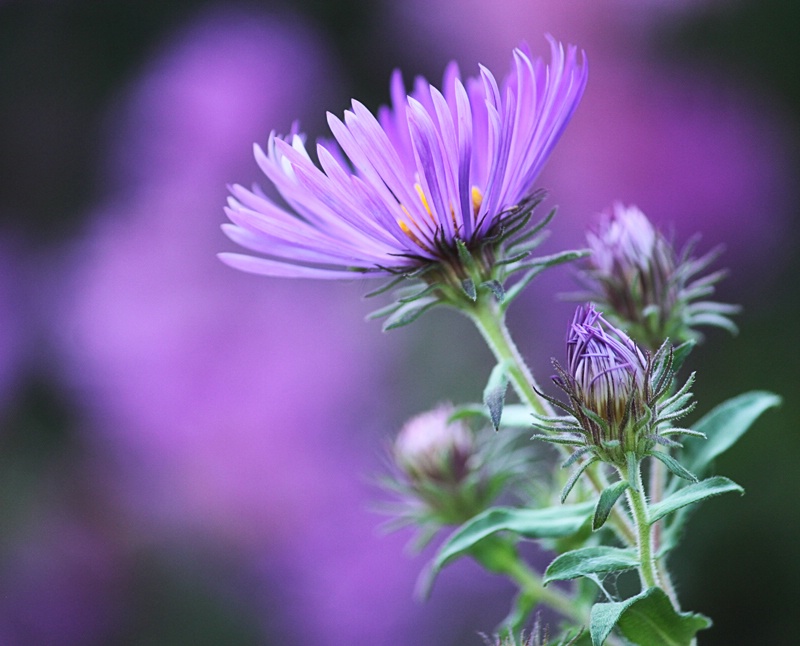 Purple Flower Closeup