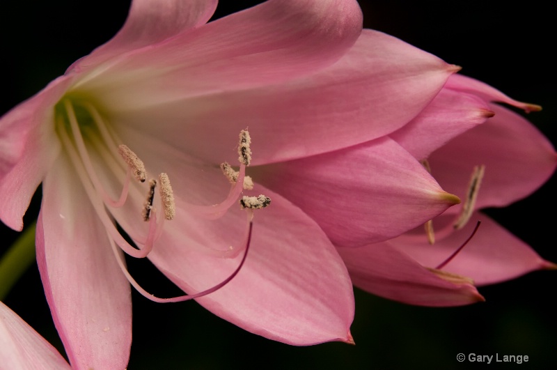 Pink Lady