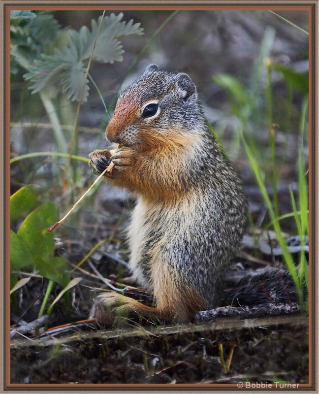 - ID: 12270460 © BARBARA TURNER