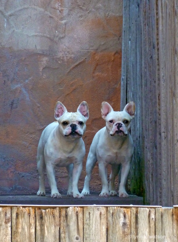 Portrait of two dogs