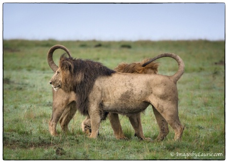 Heart Shaped Lions