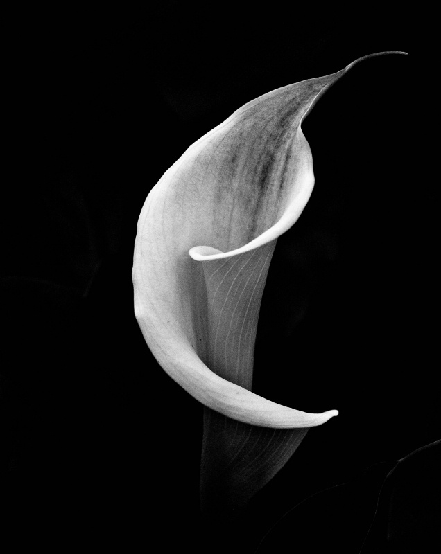 calla lily in black and white - ID: 12271327 © Dawn Miller