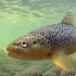 © Elliot Barnathan PhotoID# 12271804: Brown Trout 1