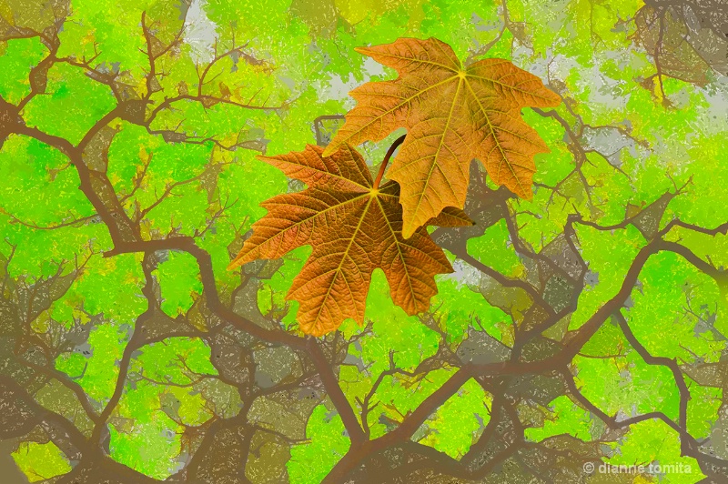 fall leaves tropical tree 72