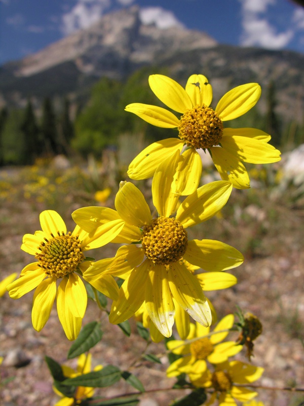 Wyoming wildflowers - ID: 12272112 © Jannalee Muise