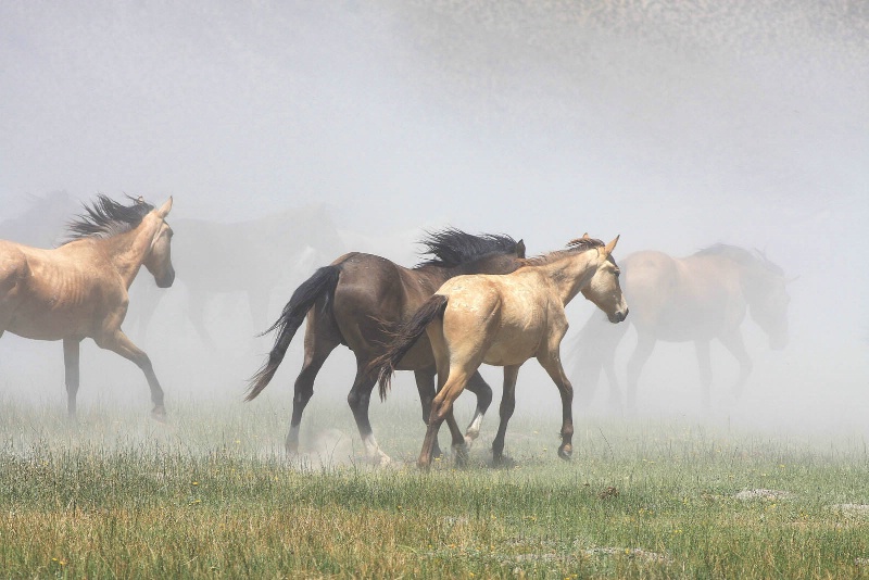 Wild Horses  - ID: 12273143 © Martha Chapin