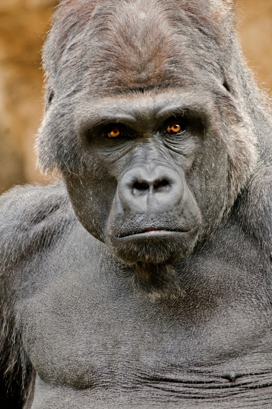 Memphis Gorilla Stare