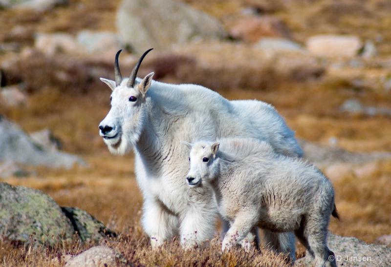 Mountain Goats