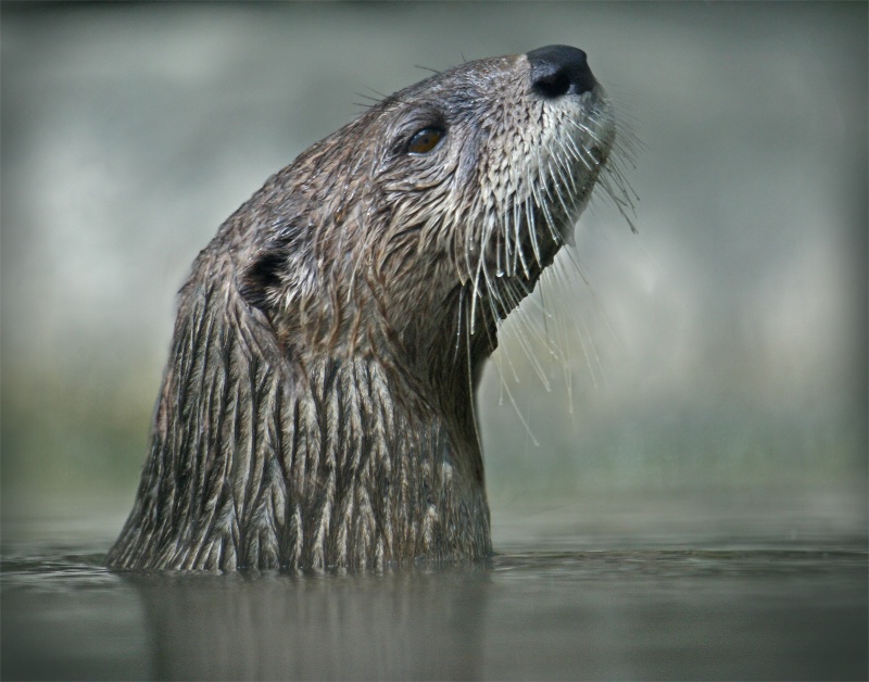 Otter