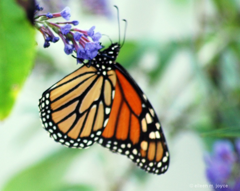 butterfly bush and butterfly