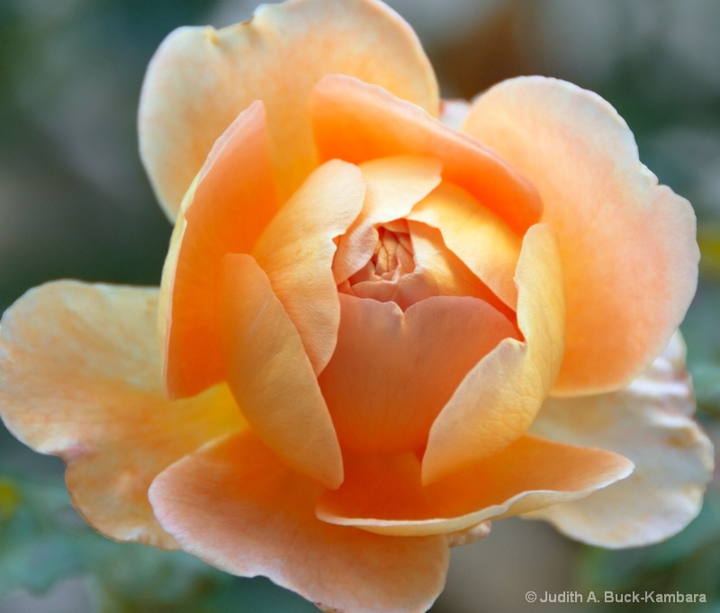 royal blush - ID: 12274049 © Judith A. Kambara