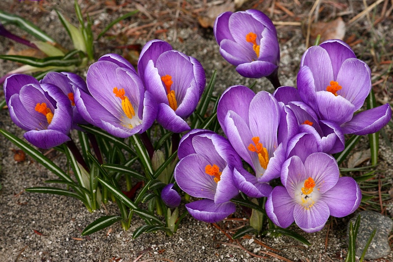 Light purple crocuses