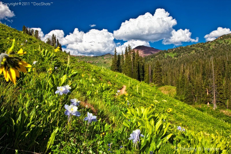 Crested Butte wildflowers