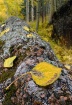 September Colors ...