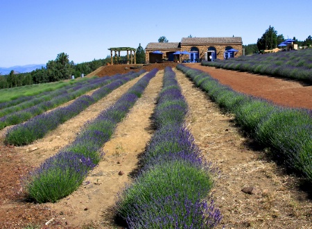 Lavender Scented Farmland 