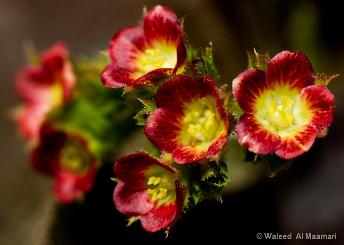 Red&Yellow