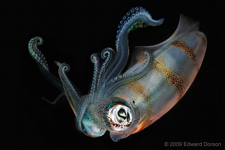 Squid at Night - ID: 12274700 © Edward Dorson