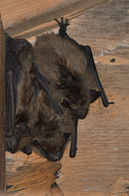 Bats in the Attic