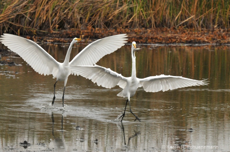 Egrets on the Move