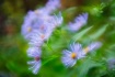 Blue Fall Aster