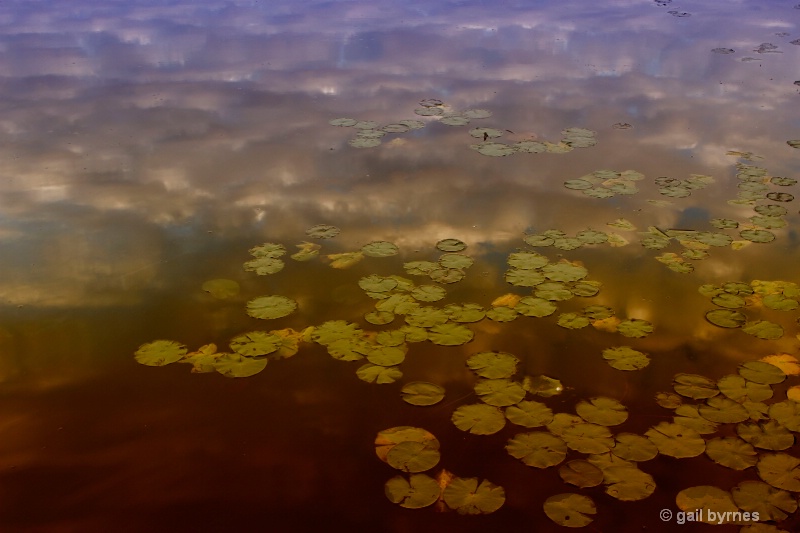 evening water lillies